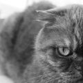 Half face folded cats. Close-up. Black and white photo.