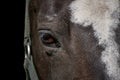 Half-face portrait of a brown horse head Royalty Free Stock Photo