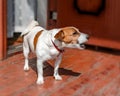 Half-face portrait of cute small dog jack russel terrier standing and barking outside on wooden porch of old country