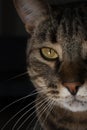 Half face portrait of a mature male wild Tabby cat