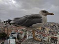 Half-face portrait of sea gull against cityscape Royalty Free Stock Photo