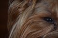 A half of face of Yorkshire Terrier