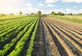 Half of field is planted with a carrot plantation and second part is ready for sowing. Converting to agricultural land. Land