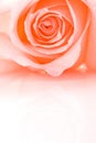 Half frame closeup pink rose Royalty Free Stock Photo