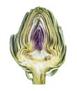 A half fresh organic Artichoke isolated on white background. Royalty Free Stock Photo