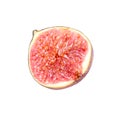 Half of fresh ripe fig on white background Royalty Free Stock Photo