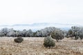 Half frozen field of trees frosted by freezing fog in central New Mexico