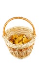 Half full wicker basket with fresh chanterelle mushrooms isolated on white background Royalty Free Stock Photo