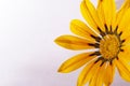 gazania wet flower, macro on bright pink background, with a lot of text space. Royalty Free Stock Photo