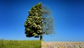 Half green half bare tree. Royalty Free Stock Photo