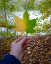 Half green half yellow maple leaf Royalty Free Stock Photo