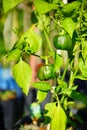 Half green and half red pepper Royalty Free Stock Photo