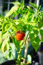 Half green and half red pepper Royalty Free Stock Photo