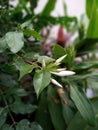Half growing up a Jasminum multiflorum, commonly known as star jasmine