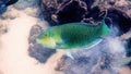 Half and half thicklip wrasse spits or Hemigymnus melapterus swimming among reef corals. Underwater photo of colorful