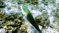 Half and half thicklip wrasse spits or Hemigymnus melapterus swimming among reef corals. Underwater photo of colorful