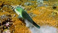 Half and half thicklip wrasse spits or Hemigymnus melapterus swimming among reef corals. Underwater photo of colorful