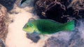 Half and half thicklip wrasse spits or Hemigymnus melapterus swimming among reef corals. Underwater video of colorful