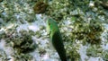 Half and half thicklip wrasse spits or Hemigymnus melapterus swimming among reef corals. Underwater video of colorful