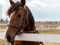 Half head portrait of a brown horse with a white spot on face standing next to wooden fence Royalty Free Stock Photo