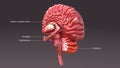 Half Human Brain back view Royalty Free Stock Photo