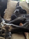 A Dog sleeping on the couch with his paws in the foreground Royalty Free Stock Photo