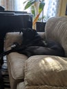 A Dog sleeping on the couch looking at the camera Royalty Free Stock Photo