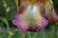 Half of iris petal purple and yellow color with drops of rain Royalty Free Stock Photo