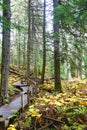 Giant Cedars Boardwalk at Mount Revelstoke in British Columbia