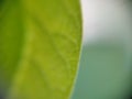 Half leaf macroscopic close-up background template nature