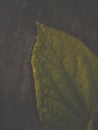 half leaf texture on dark background