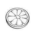 Half lemon line vector illustration Royalty Free Stock Photo