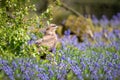 Natural image of a buzzard on the ground Royalty Free Stock Photo