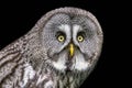 Very close up of a great gray owl Royalty Free Stock Photo