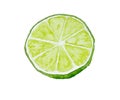 Half of lime. Watercolor illustration. Drawn by hand.