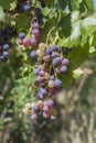 Half mature green and red grapes on the vine Royalty Free Stock Photo