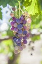 Half mature green and red grapes on the vine Royalty Free Stock Photo