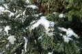 Half Melted Snow On Branches Of Yew