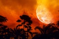 half moon back silhouette ancient tall palm tree night sky