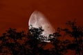 half moon back silhouette branch tree night red sky Royalty Free Stock Photo