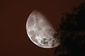 half moon back silhouette tree night red sky Royalty Free Stock Photo
