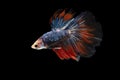 Half moon blue and red betta isolated on black background with clipping path Royalty Free Stock Photo