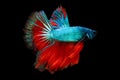Half moon blue and red betta isolated on black background with clipping path Royalty Free Stock Photo