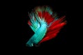 Half moon blue and red betta isolated on black background with clipping path Royalty Free Stock Photo