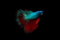 Half moon blue and red betta isolated on black background