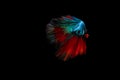 Half moon blue and red betta Swimming Action isolated on black background