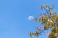 Half Moon and the blue skies in the evening, out of focus tree branches on the side Royalty Free Stock Photo
