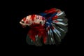 Half moon blue, white and red betta isolated on black background Royalty Free Stock Photo