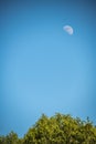 Half of a moon with a detailed surface in the blue sky in daytime behind blurred tops of trees. Astro observations, natural Royalty Free Stock Photo