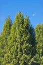 Half Moon Over Cypress Trees Royalty Free Stock Photo